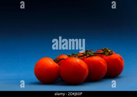 Primo piano di alcuni pomodori sul ramo isolato dal blu sfondo sfumato con spazio di copia Foto Stock