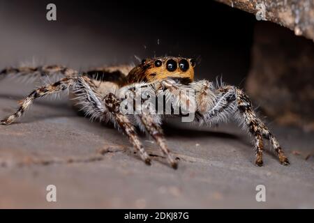 Parete grigia saltando Spider della specie Menemerus bivittatus Foto Stock