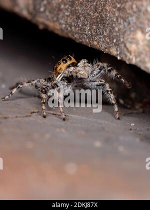 Parete grigia saltando Spider della specie Menemerus bivittatus Foto Stock