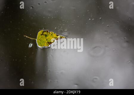 Una foglia di betulla è stata soffiata su un tetto di vetro in una giornata piovosa. Foto Stock