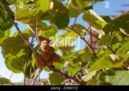 Qualche frutto su un ramo Foto Stock
