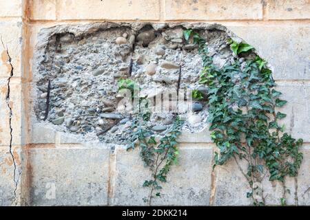 distrutta parte del muro con piante verdi Foto Stock