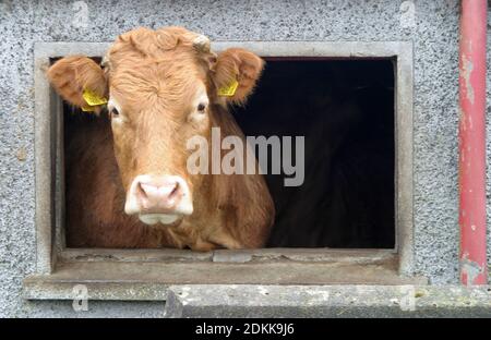 UK mucca marrone con le etichette gialle dell'orecchio con la sua testa attraverso la finestra della fattoria che guarda la macchina fotografica e il fotografo. Foto Stock