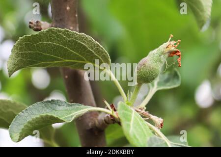 Piccole mele gemme al set di frutta fase Foto Stock