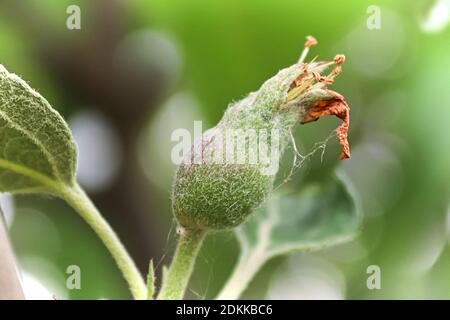 Piccole mele gemme al set di frutta fase Foto Stock