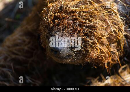 Primo piano sul viso maneggiato (Bradipus torquatus) Foto Stock