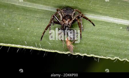 Granchio Spider della famiglia Thomisidae che predica su una formica Foto Stock