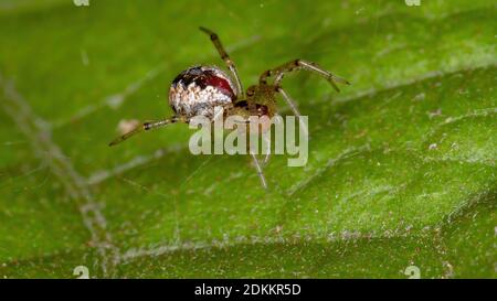 Brasiliano Cobweb Spider della famiglia Theridiidae Foto Stock