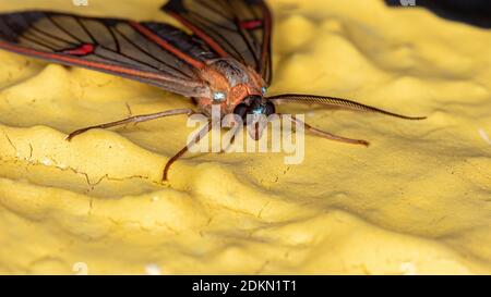 Tiger Moth della specie Cosmosoma teuthras Foto Stock