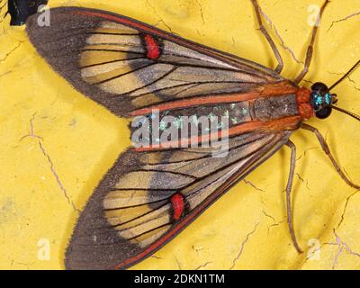 Tiger Moth della specie Cosmosoma teuthras Foto Stock