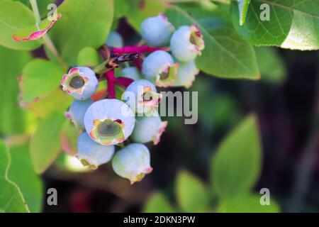 Un grappolo di mirtilli quasi maturati e pronti per la raccolta Foto Stock