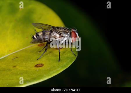 Satellite Fly della sottofamiglia Miltogramminae Foto Stock