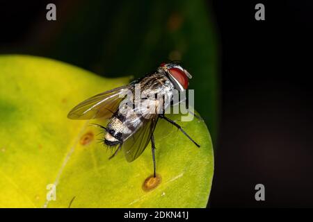 Satellite Fly della sottofamiglia Miltogramminae Foto Stock