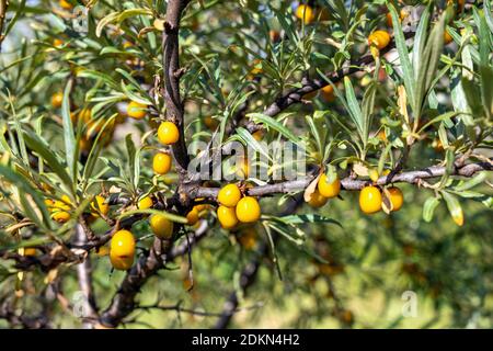 Hippophae rhamnoides conosciuto anche come arbusto comune del buckhorn del mare. Tempo di mietitura Foto Stock