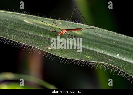 Stilt Bug della famiglia Berytidae Foto Stock