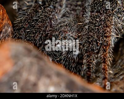 Orbweaver classico del genere Eriophora con messa a fuoco impilata Foto Stock