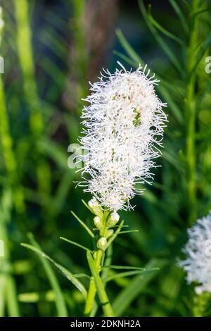 'Alba' Blazing Star impianto, Rosenstav (Liatris spicata) Foto Stock