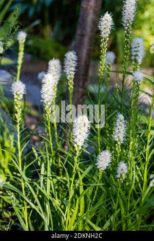 'Alba' Blazing Star impianto, Rosenstav (Liatris spicata) Foto Stock