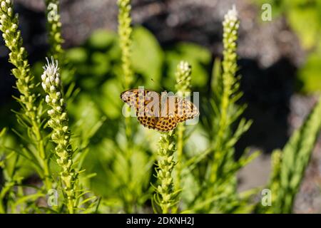 'Alba' Blazing Star impianto, Rosenstav (Liatris spicata) Foto Stock