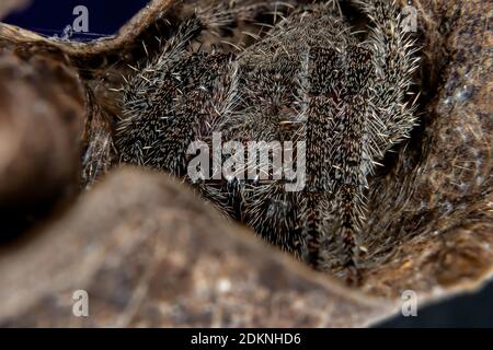 Orbweaver classico del genere Eriophora con messa a fuoco impilata Foto Stock