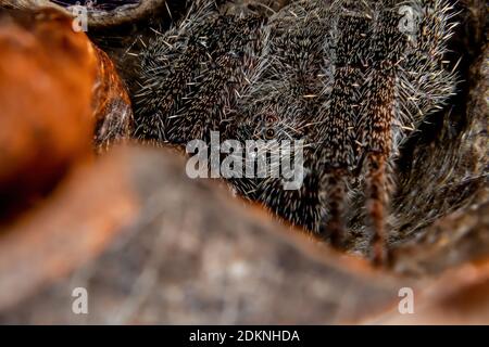 Orbweaver classico del genere Eriophora con messa a fuoco impilata Foto Stock