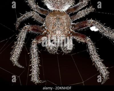 Orbweaver classico del genere Eriophora con fuoco selettivo Foto Stock