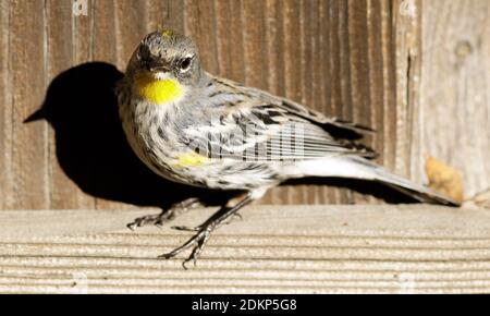 Giallo-rumped Warbler maschio appollaiato su recinzione di legno Foto Stock