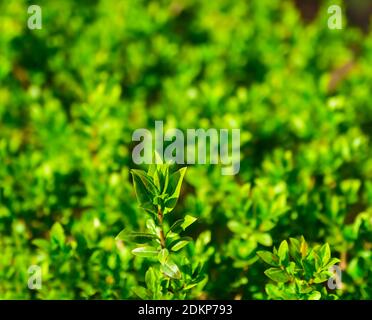 Piantagione di tè. Foliage di arbusti di tè in piantagione primo piano all'aperto. Messa a fuoco selettiva morbida Foto Stock