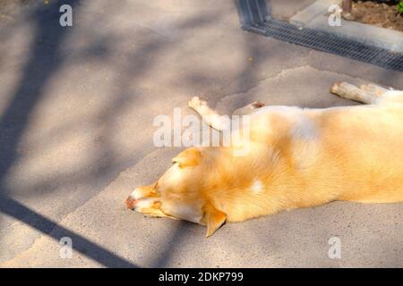 Il cane rosso senza dimora si trova da solo sul marciapiede nel sole Foto Stock