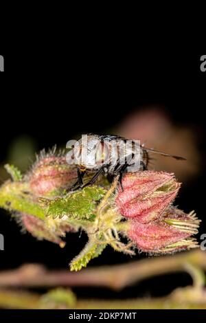 Tachinid Vola della famiglia Tachinidae Foto Stock