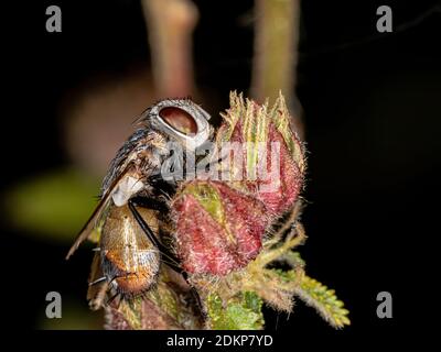 Tachinid Vola della famiglia Tachinidae Foto Stock