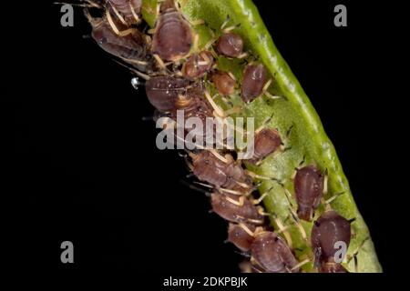 Afidi della famiglia Aphidae Foto Stock