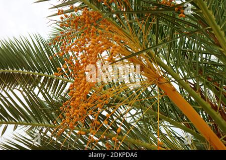 Mazzo di frutti di palma di data sull'albero delle palma Foto Stock