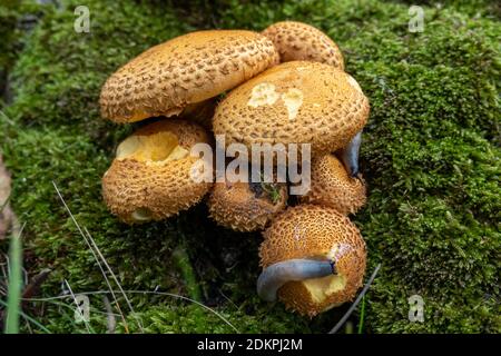 Slugs su funghi e muschio Foto Stock