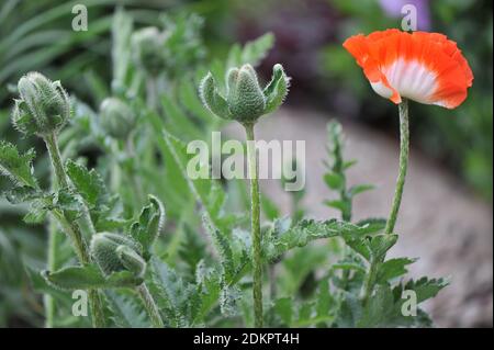 Papavero orientale (Papaver orientale) Pinnacle con fiori bianchi e rossi brillanti fiorisce in un giardino nel maggio 2020 Foto Stock