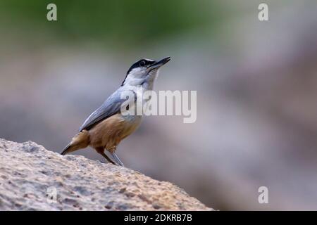 Grote Rotsklever zittend op marcisce; Rock-Nuthatch orientale appollaiato sulla roccia Foto Stock