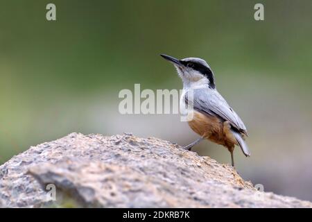 Grote Rotsklever zittend op marcisce; Rock-Nuthatch orientale appollaiato sulla roccia Foto Stock