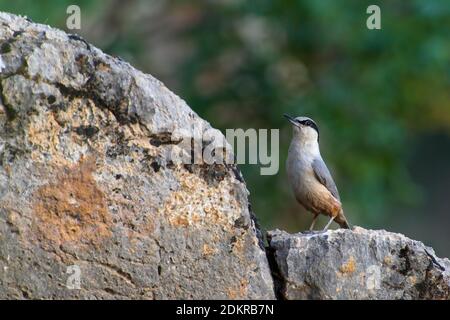 Grote Rotsklever zittend op marcisce; Rock-Nuthatch orientale appollaiato sulla roccia Foto Stock