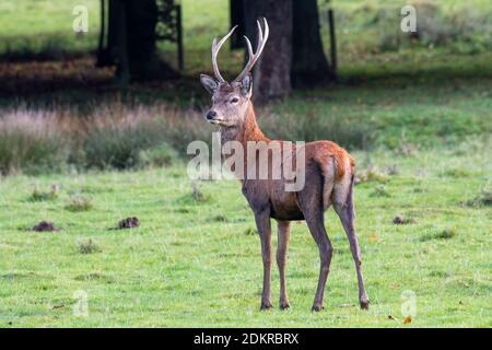 Un giovane cervo rosso stag si trova sull'erba guardando allerta a sinistra. Ha sei punti antlers Foto Stock
