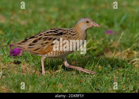Kwartelkoning lopend in gras; Re di Quaglie camminando in gras Foto Stock