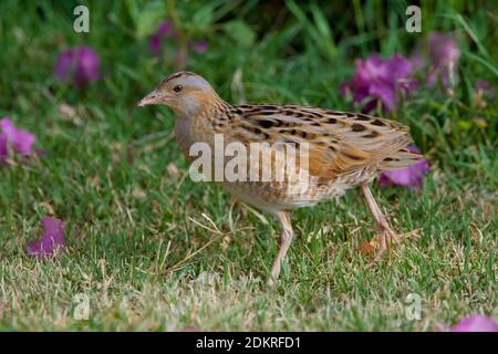 Kwartelkoning lopend in gras; Re di Quaglie camminando in gras Foto Stock