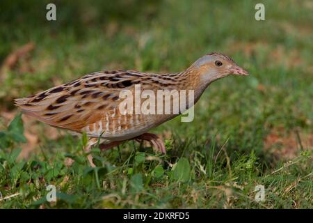 Kwartelkoning lopend in gras; Re di Quaglie camminando in gras Foto Stock
