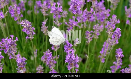 farfalla bianca di cavolo nel mezzo dei fiori di lavendel Foto Stock