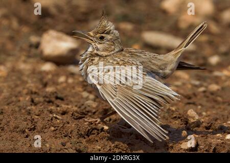 Kuifleeuwerik zingend en baltsend; Comune Crested Lark cantando e visualizzazione Kuifleeuwerik zingend en baltsend; Comune Crested Lark cantando e visualizzazione