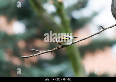 goldfinch seduto su un ramo di betulla Foto Stock