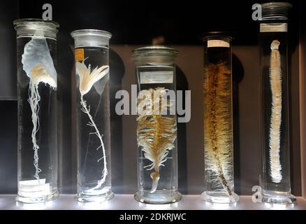 Vasetti di vetro con esemplari di animali conservati in alcol. Mostra nelle collezioni umide. Museo di Storia Naturale, Berlino, Germania. Foto Stock
