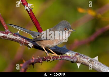 Vrouwtje Provencaalse Grasmus; femmina Dartford trillo Foto Stock