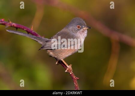 Vrouwtje Provencaalse Grasmus; femmina Dartford trillo Foto Stock