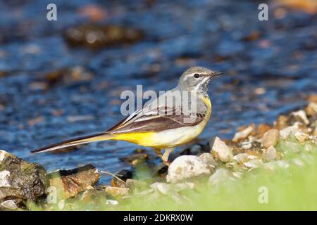 Gray Waggail da un ruscello Foto Stock