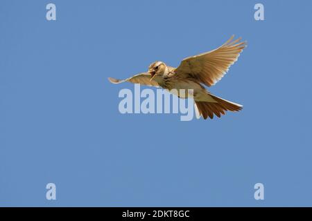 Veldleeuwerik tijdens zangvlucht; Eurasian allodola in volo di canzone Foto Stock